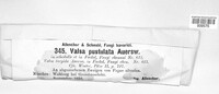 Valsa pustulata image